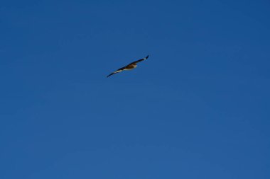 Şili patagonisi bulutlarıyla uçan mavi gökyüzünde yaygın bir akbaba. Yüksek kalite fotoğraf