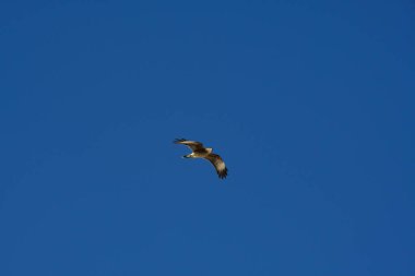 Şili patagonisi bulutlarıyla uçan mavi gökyüzünde yaygın bir akbaba. Yüksek kalite fotoğraf