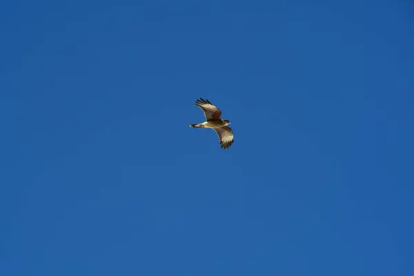 Şili patagonisi bulutlarıyla uçan mavi gökyüzünde yaygın bir akbaba. Yüksek kalite fotoğraf