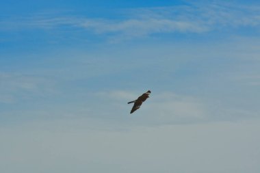 Şili patagonisi bulutlarıyla uçan mavi gökyüzünde yaygın bir akbaba. Yüksek kalite fotoğraf