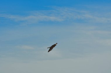 Şili patagonisi bulutlarıyla uçan mavi gökyüzünde yaygın bir akbaba. Yüksek kalite fotoğraf