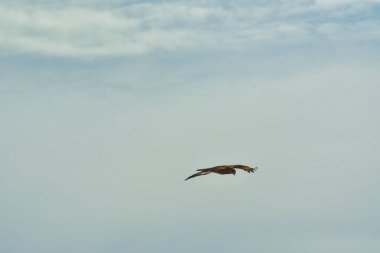 Şili patagonisi bulutlarıyla uçan mavi gökyüzünde yaygın bir akbaba. Yüksek kalite fotoğraf