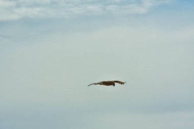 Şili patagonisi bulutlarıyla uçan mavi gökyüzünde yaygın bir akbaba. Yüksek kalite fotoğraf