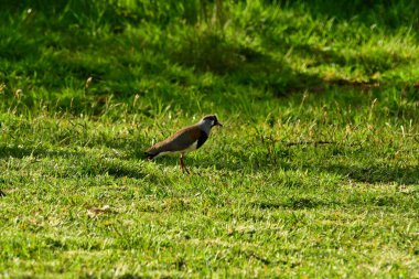 Çimen arka plandaki kuş. Şili patagonisi. Yüksek kalite fotoğraf