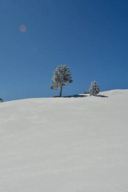 Araucaria kar manzarası Llaima Vulcano Chile los Lagos. Yüksek kalite fotoğraf