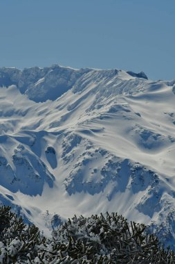 Araucaria kar manzarası Llaima Vulcano Chile los Lagos. Yüksek kalite fotoğraf