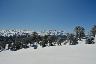 Araucaria kar manzarası Llaima Vulcano Chile los Lagos. Yüksek kalite fotoğraf