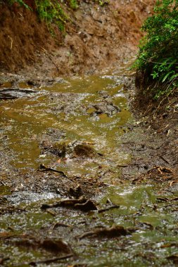 Çamurlu suda ayak izleri. Çamur yağmuru. Yüksek kalite fotoğraf