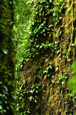 green moss on wet trees patagonia chile rain forest. High quality photo clipart