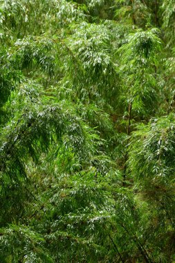 Yeşil bambu ormanı ıslak, yağmurlu, yoğun yeşil. Yüksek kalite fotoğraf