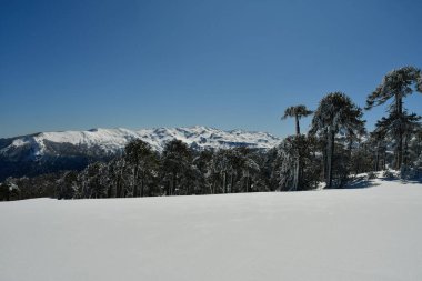 Llaima Vulcano kayak ormanı ile yükseliyor. Şili 'nin en güzel turnesi. Yüksek kalite fotoğraf