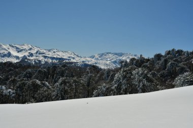 Llaima Vulcano kayak ormanı ile yükseliyor. Şili 'nin en güzel turnesi. Yüksek kalite fotoğraf