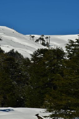 Llaima Vulcano, Conguillio Ulusal Parkı Patagonya Şili kar manzarasında. Yüksek kalite fotoğraf