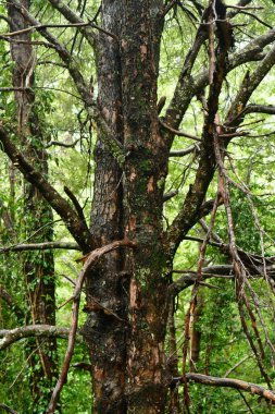 Ağaç kabuğu yağmuru patagonya şili. Yüksek kalite fotoğraf