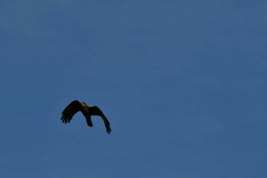 Kuş uçan patagonya Şili doğa hayvanı. Yüksek kalite fotoğraf