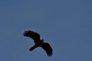 Kuş uçan patagonya Şili doğa hayvanı. Yüksek kalite fotoğraf
