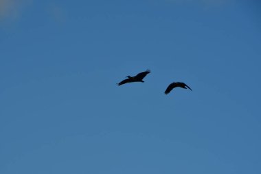 black faced ibis bird in patagonia chile animal wildlife. High quality photo clipart