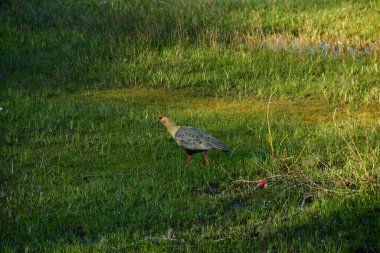 Patagonya 'daki siyah yüzlü Ibis kuşu. Şili vahşi yaşamı. Yüksek kalite fotoğraf