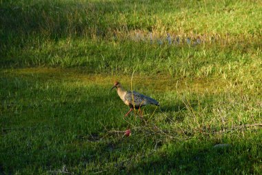 Patagonya 'daki siyah yüzlü Ibis kuşu. Şili vahşi yaşamı. Yüksek kalite fotoğraf