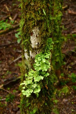 Yapraklar ve yosun yağmurlu gün şili patagonisi. Yüksek kalite fotoğraf