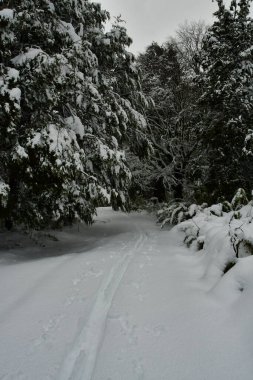 araucaria ski touring snow winter patagonia los lagos cloudy winter wonder land sport . High quality photo clipart