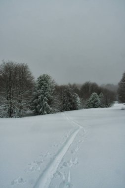 araucaria ski touring snow winter patagonia los lagos cloudy winter wonder land sport . High quality photo clipart