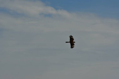 Şili patagonisi bulutlarıyla uçan mavi gökyüzünde yaygın bir akbaba. Yüksek kalite fotoğraf