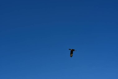 Şili patagonisi bulutlarıyla uçan mavi gökyüzünde yaygın bir akbaba. Yüksek kalite fotoğraf