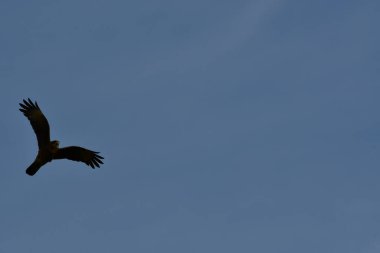 Kuş uçan patagonya Şili doğa hayvanı. Yüksek kalite fotoğraf