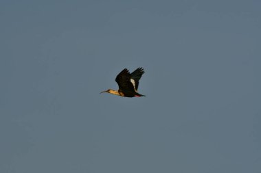 Siyah yüzlü Banduria kuşu uzun gagalı Şili. Yüksek kalite fotoğraf
