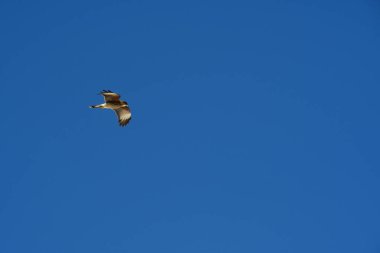 Şili patagonisi bulutlarıyla uçan mavi gökyüzünde yaygın bir akbaba. Yüksek kalite fotoğraf