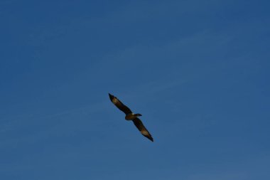 Şili patagonisi bulutlarıyla uçan mavi gökyüzünde yaygın bir akbaba. Yüksek kalite fotoğraf