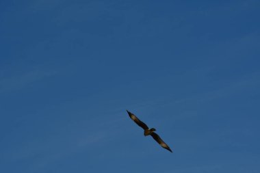 Şili patagonisi bulutlarıyla uçan mavi gökyüzünde yaygın bir akbaba. Yüksek kalite fotoğraf