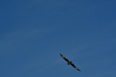 Şili patagonisi bulutlarıyla uçan mavi gökyüzünde yaygın bir akbaba. Yüksek kalite fotoğraf
