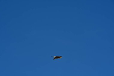 Şili patagonisi bulutlarıyla uçan mavi gökyüzünde yaygın bir akbaba. Yüksek kalite fotoğraf