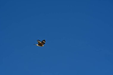 Şili patagonisi bulutlarıyla uçan mavi gökyüzünde yaygın bir akbaba. Yüksek kalite fotoğraf