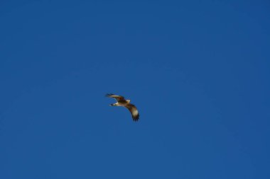 Şili patagonisi bulutlarıyla uçan mavi gökyüzünde yaygın bir akbaba. Yüksek kalite fotoğraf
