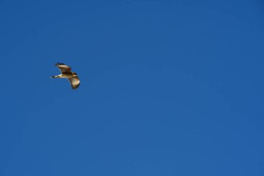 Şili patagonisi bulutlarıyla uçan mavi gökyüzünde yaygın bir akbaba. Yüksek kalite fotoğraf