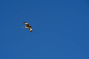 Şili patagonisi bulutlarıyla uçan mavi gökyüzünde yaygın bir akbaba. Yüksek kalite fotoğraf