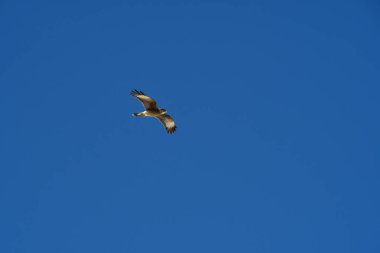 Şili patagonisi bulutlarıyla uçan mavi gökyüzünde yaygın bir akbaba. Yüksek kalite fotoğraf