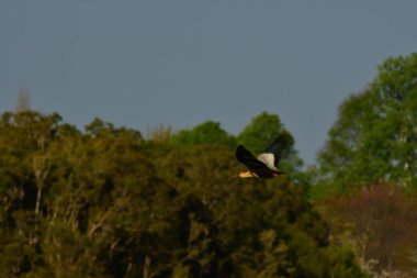 Black-faced ibis Banduria bird with long beak Chile. High quality photo clipart