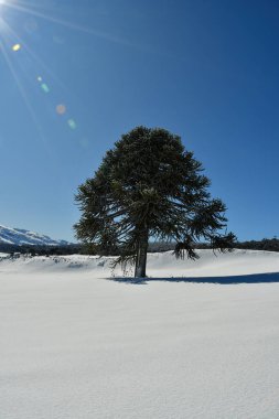 Llaima Vulcano, Conguillio Ulusal Parkı Patagonya Şili kar manzarasında. Yüksek kalite fotoğraf