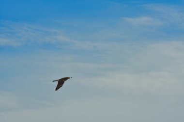 Şili patagonisi bulutlarıyla uçan mavi gökyüzünde yaygın bir akbaba. Yüksek kalite fotoğraf