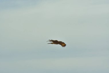 Şili patagonisi bulutlarıyla uçan mavi gökyüzünde yaygın bir akbaba. Yüksek kalite fotoğraf