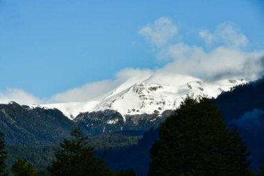 Sığırlar, Güney Amerika 'da, Patagonya' daki Meadow Willow 'da yaşıyor. Yüksek kalite fotoğraf