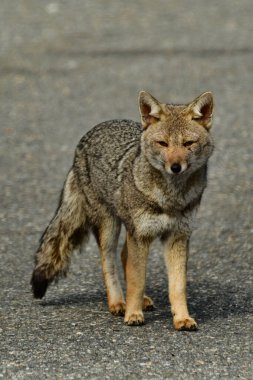 Wild fox in Chile Patagonia Beautiful Animal. High quality photo clipart