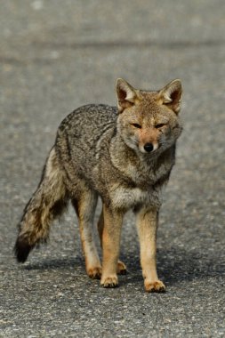 Şili Patagonya 'da vahşi tilki. Güzel Hayvan. Yüksek kalite fotoğraf