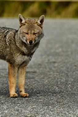 Wild fox in Chile Patagonia Beautiful Animal. High quality photo clipart