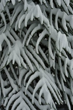 Kışın Araucania Araukaria Ormanı 'nda kar harikalar diyarı Şili patagonisi. Yüksek kalite fotoğraf