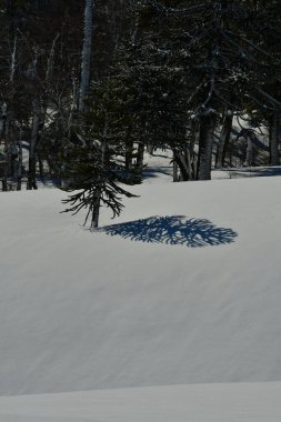 Llaima Vulcano in Conguillio national park patagonia chile snow landscape. High quality photo clipart